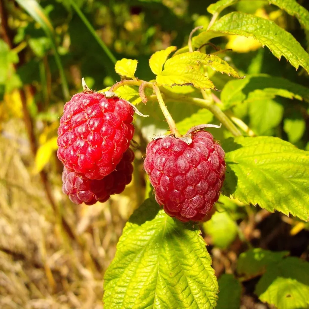 Raspberry "Meeker", 3.5L container