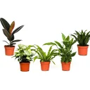 Bloem-up Air-Purifying Houseplants - Mix Set - 25 - 45 cm - 5 pieces