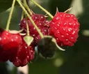 Raspberry "Himbo-Star", 3.5L container