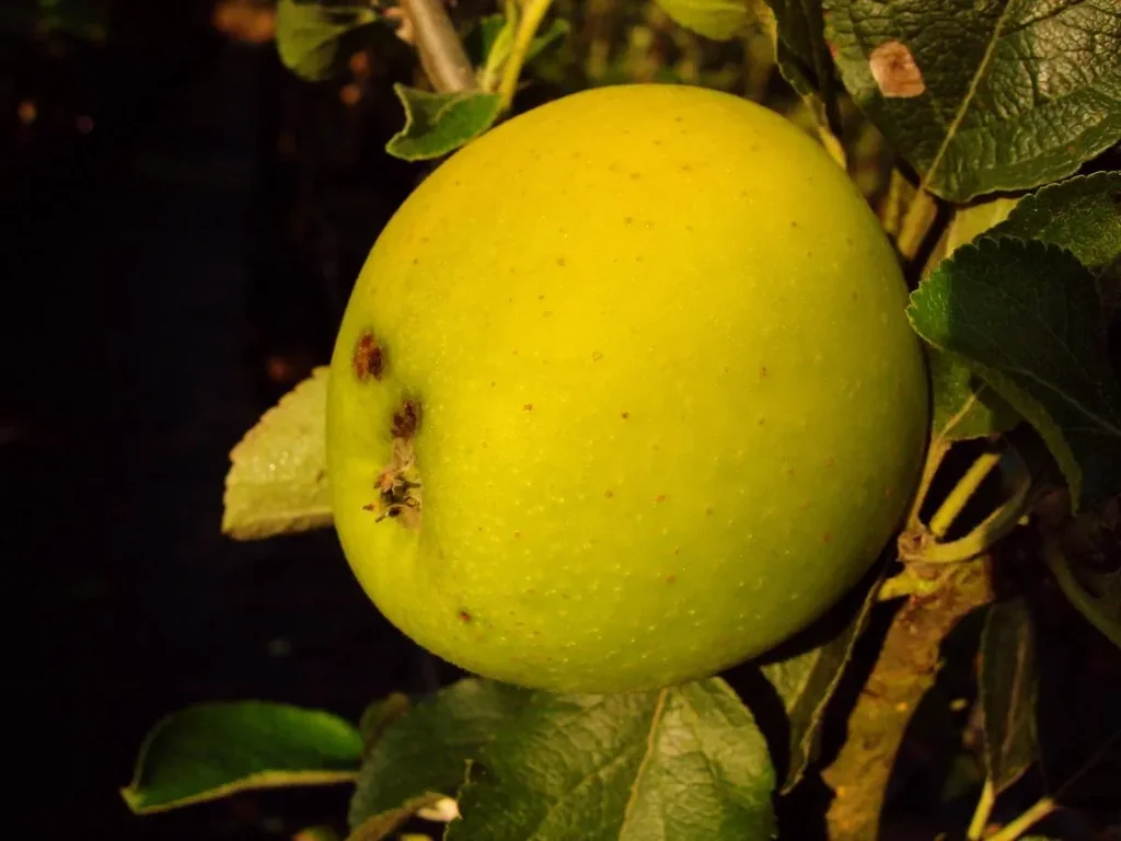 Columnar apple "Goldspur", 7.5L container, medium-sized, crisp, juicy and sweet, with low acidity