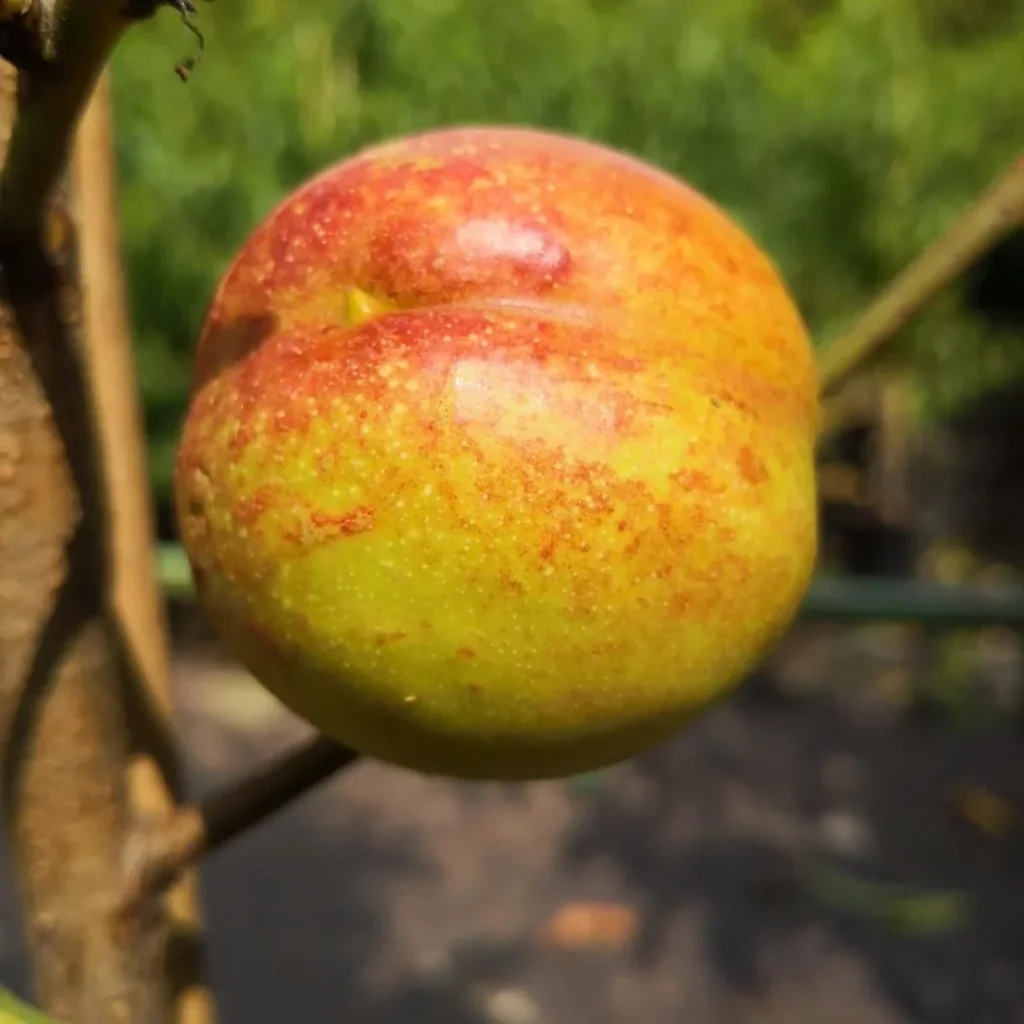 Nectarine "Harnas" bush, 10L container, easy to stone