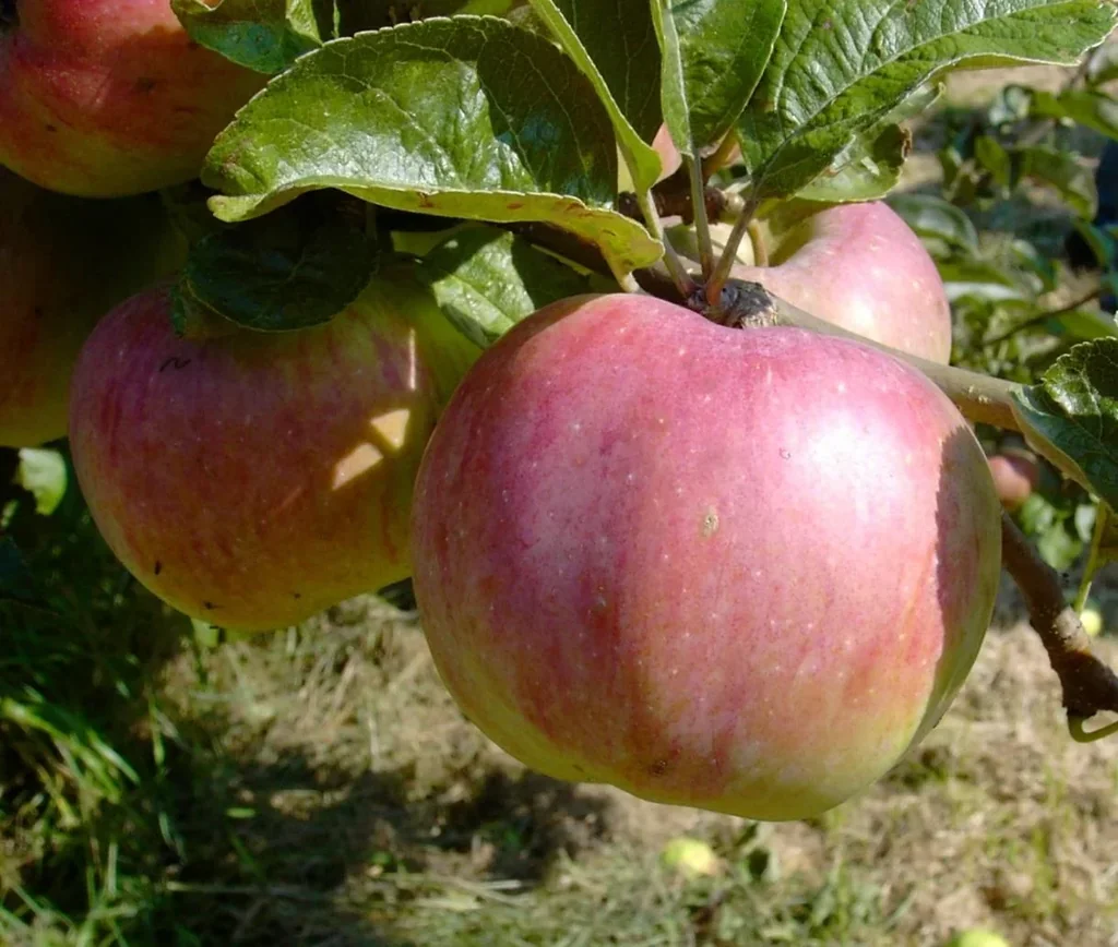 Apple "Ontario Apple" Spindlebush, in 5L container