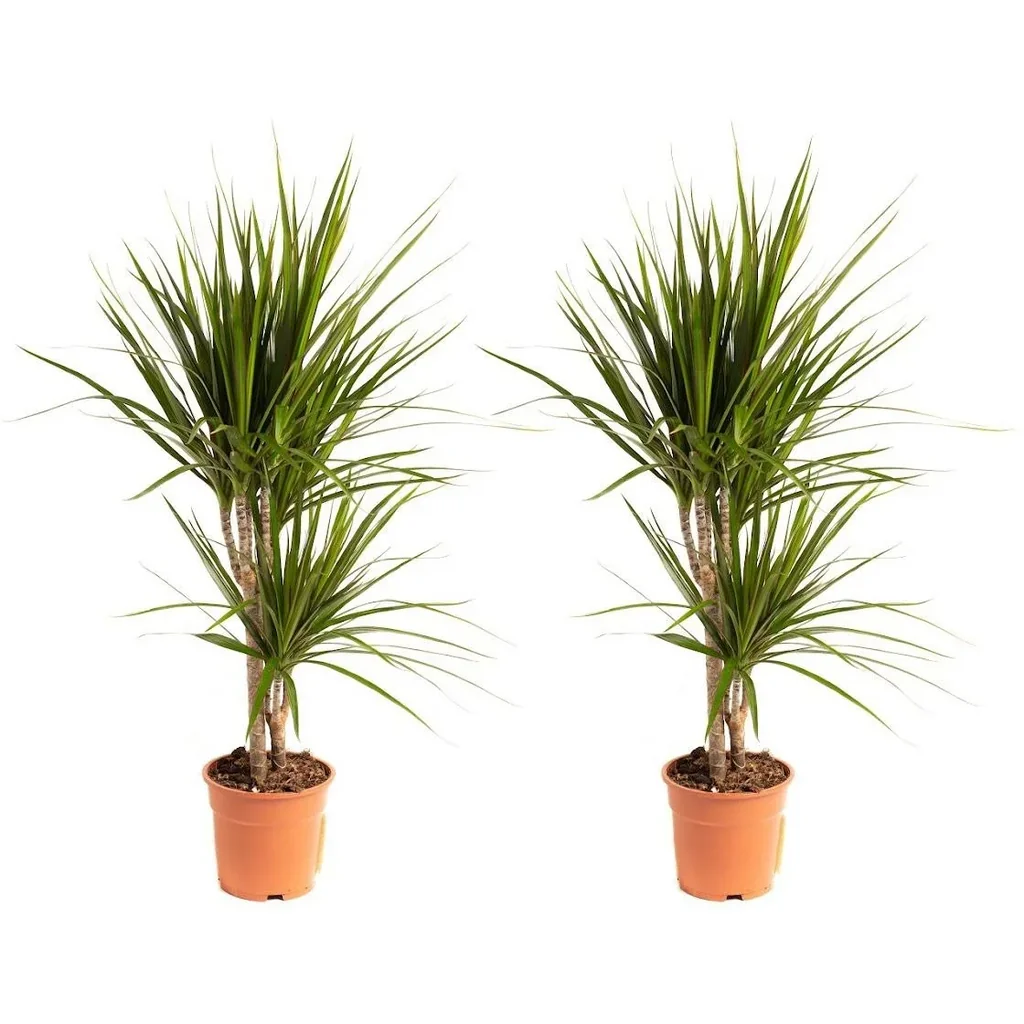 Flowering Dragon Tree - Dracaena Marginata - Large - 75-80cm - 2 Plants