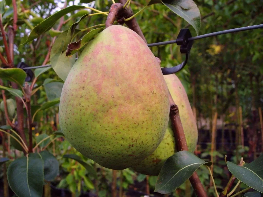 Pear "Alexander Lukas" bush, in 10L container, juicy, sweet and sour, little aroma,