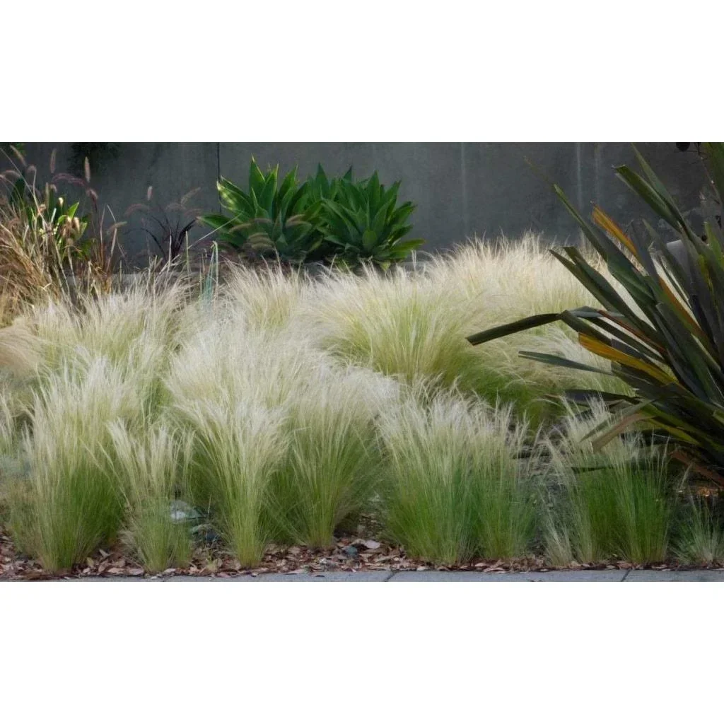 Blooming set of 8 Stipa Ponytail Feather Grass - 40-50 cm