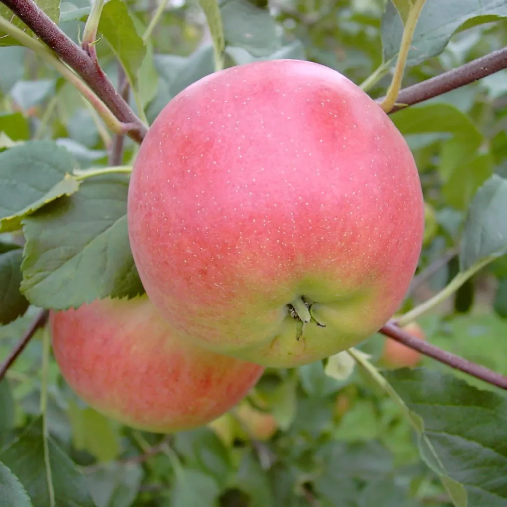 Apple "Rubinola" bush, in 10L container