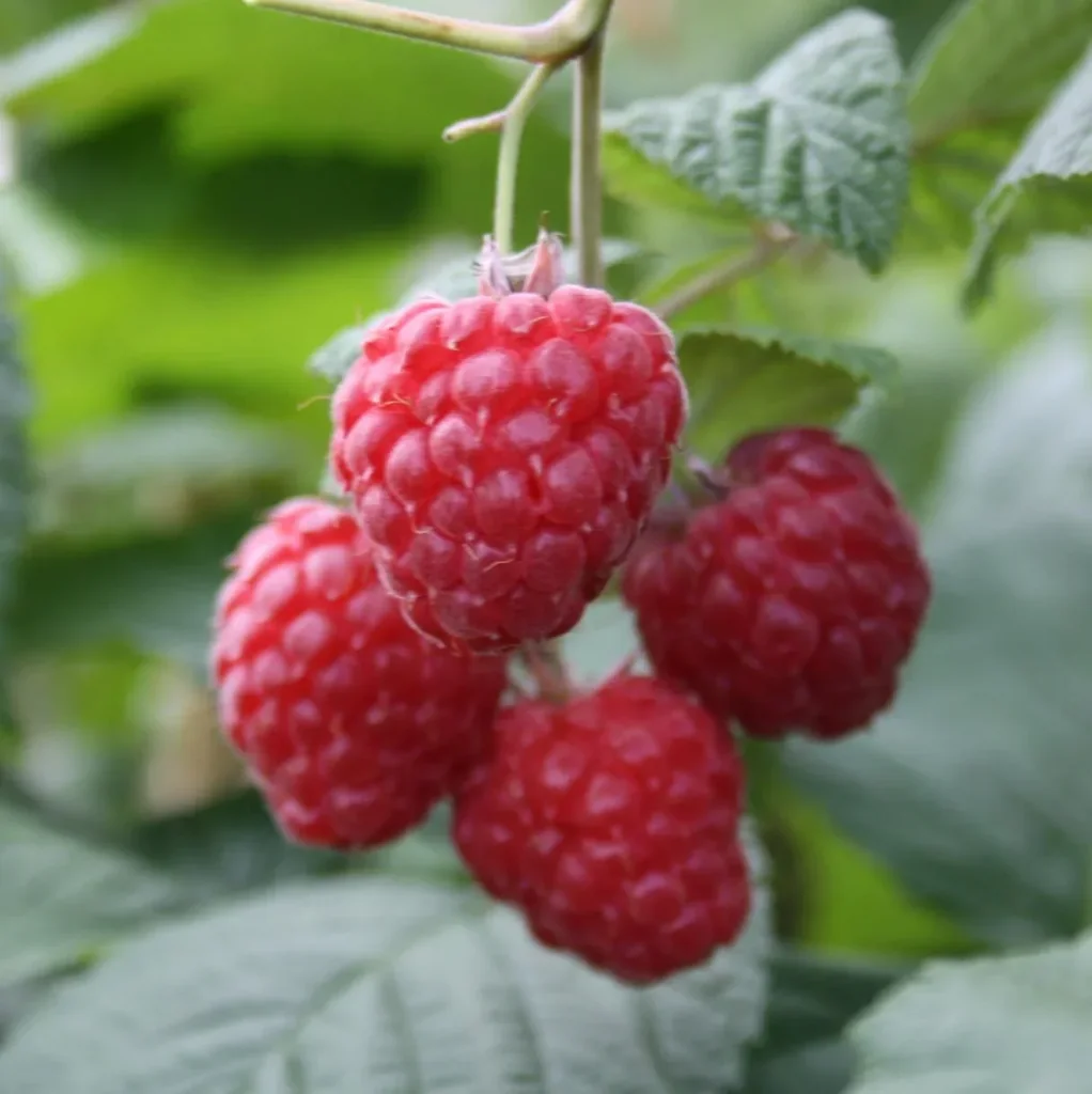 Raspberry "Glen Ample", 3.5L container