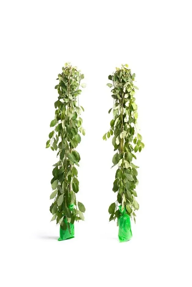 Flower-up set of 2 XXL weeping willows 120 - 140 cm