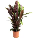 Flowering Peacock Plant - Calathea Rufibarba - Large - 50-60cm - 1 plant