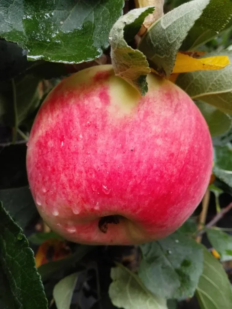 Apple "Piros" bush, in 10L container