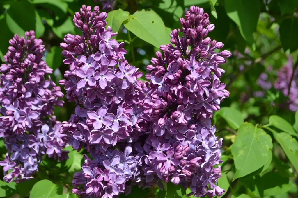 Common Lilac Ruhm von Horstenstein - Syringa vulg. - 12 L pot 70 cm