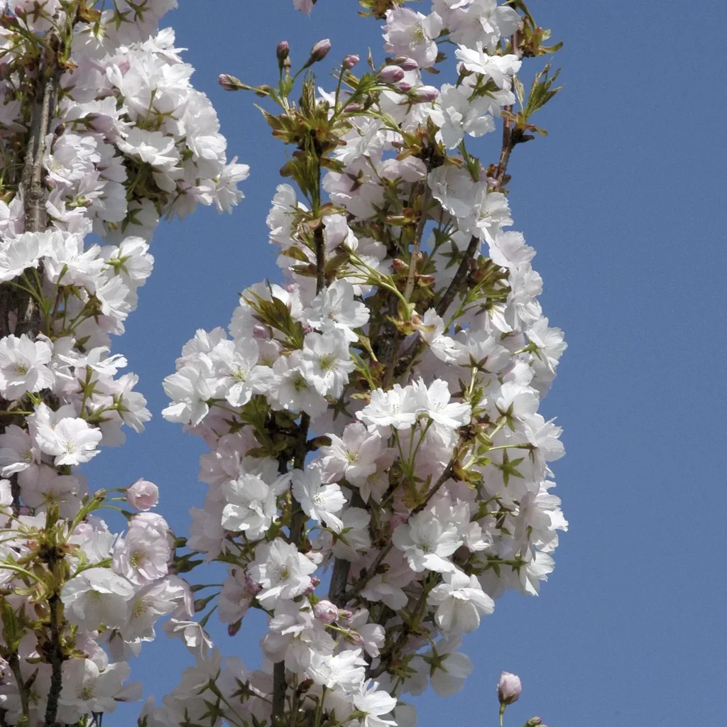 Japanese columnar cherry Prunus serrulata Amanogawa - 7 L pot 80-100 cm