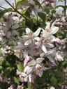 Deutzia Mont Rose - Deutzia hybrida - 7.5 L pot 80-100 cm