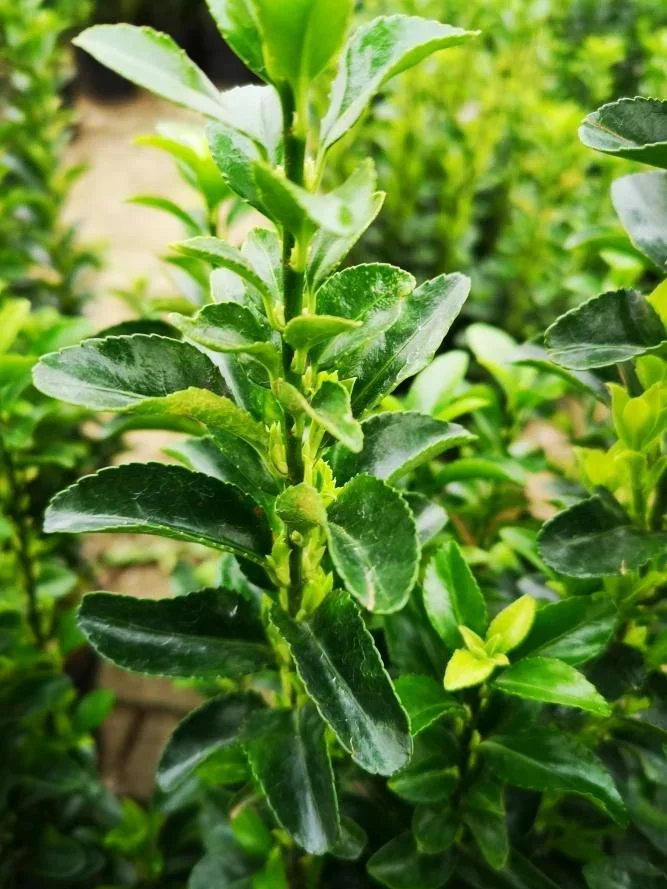 Japanese spindle tree Green Spire - Euonymus japonicus - 7 L pot 40-60 cm