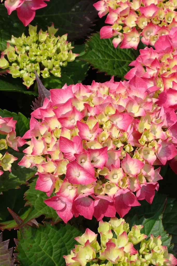 Hydrangea macrophylla red - 7.5 L pot 40-60 cm