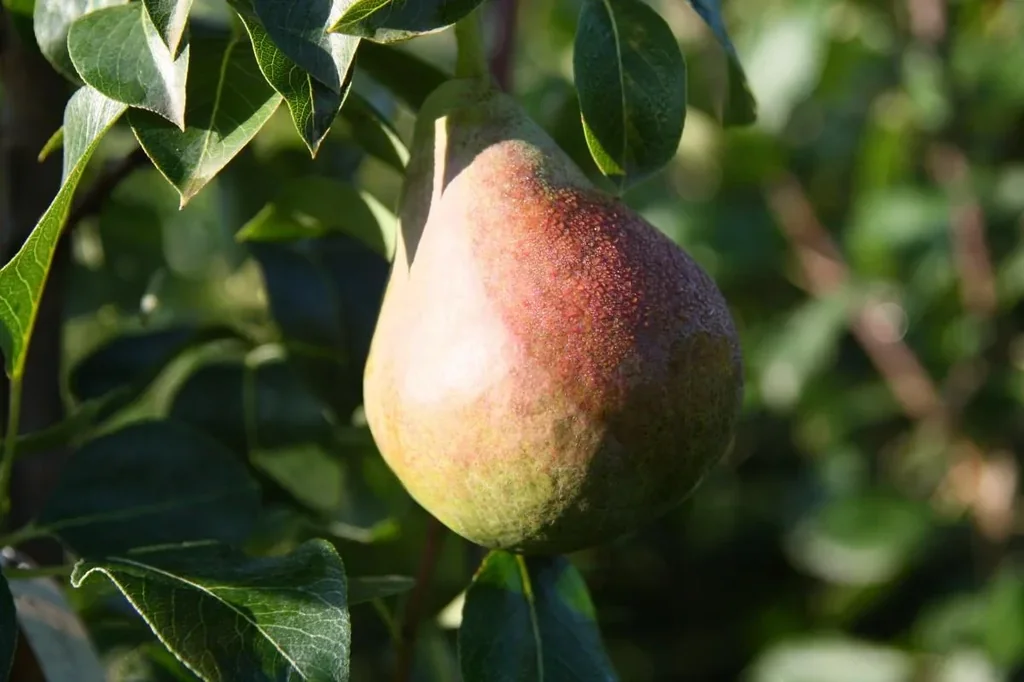 Columnar pear "Decora", 7.5L container, sweet and aromatic, excellent taste