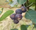 Serviceberry "Smokey", in a 5L container, up to approx. 2.5 meters