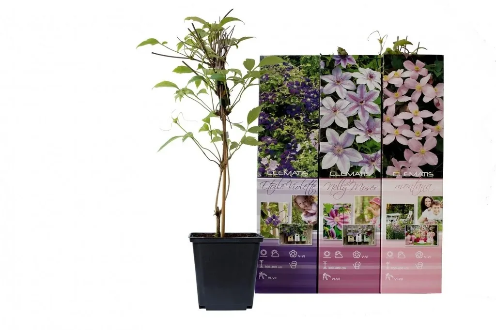 Flower-up 3er-Set Clematis 30-40 cm
