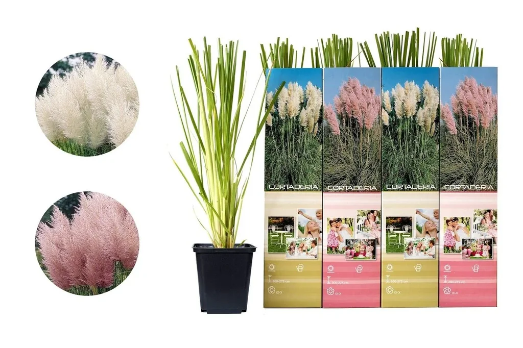 Flower-up set with 4 pampas grass plants 30-40 cm