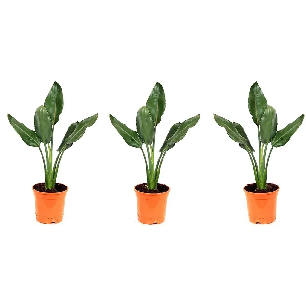Flower-up Exotic Bird of Paradise Plant - Strelitzia reginae - 3 plants - 25-38cm - for indoor and outdoor use