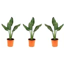 Flower-up Exotic Bird of Paradise Plant - Strelitzia reginae - 3 plants - 25-38cm - for indoor and outdoor use