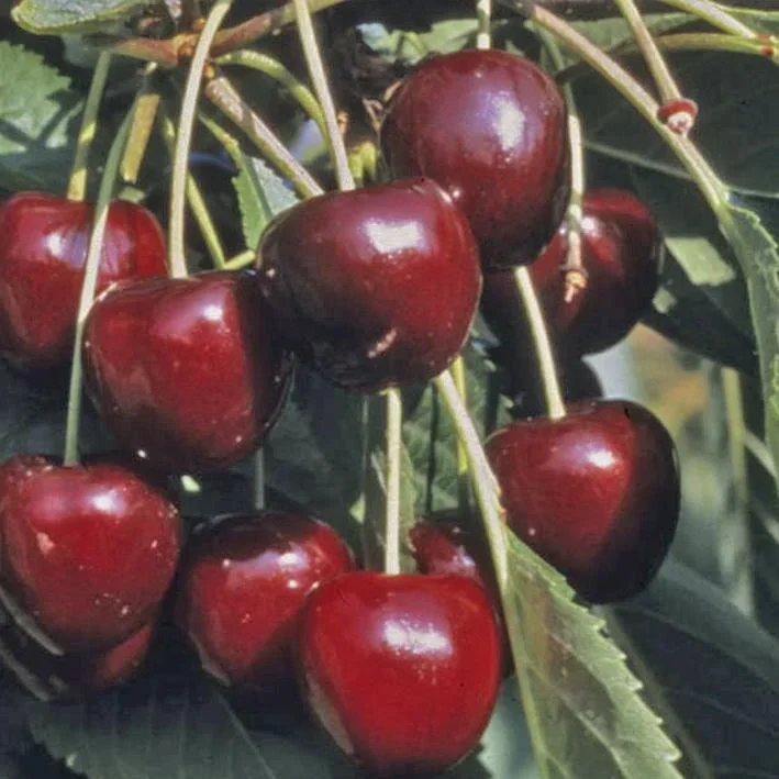 Dwarf sweet cherry "Oktavia" bush, in a 10L container, spicy-aromatic