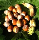 Hazelnut "Nottingham Fertile", 7.5L container