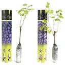 Flower-up Grapevines - 2 pieces - Blue Grapevine Set (1x Blauer Muskateller Hamburg, 1x Blauer Merlot)