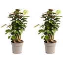Blooming Aralia - Polyscias Fabian - Large - 55-65cm - 2 pieces