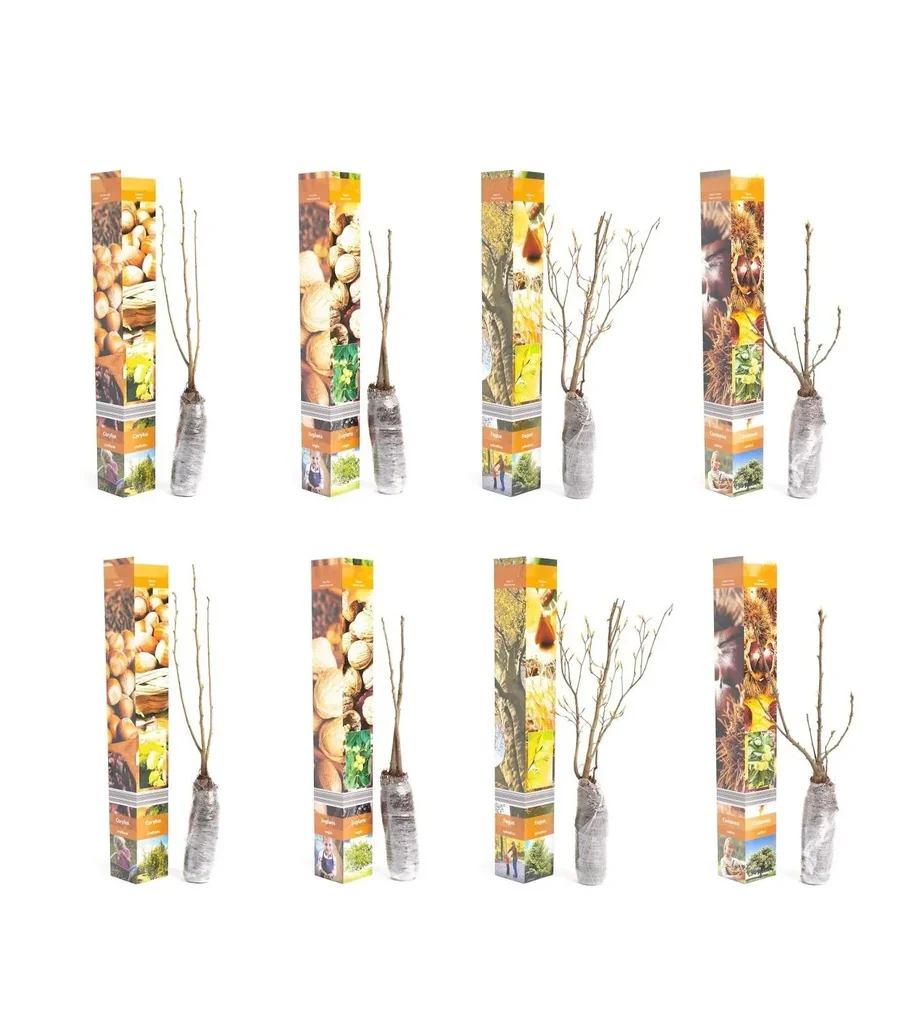 Flowering set of 8 nut plants 50-60 cm