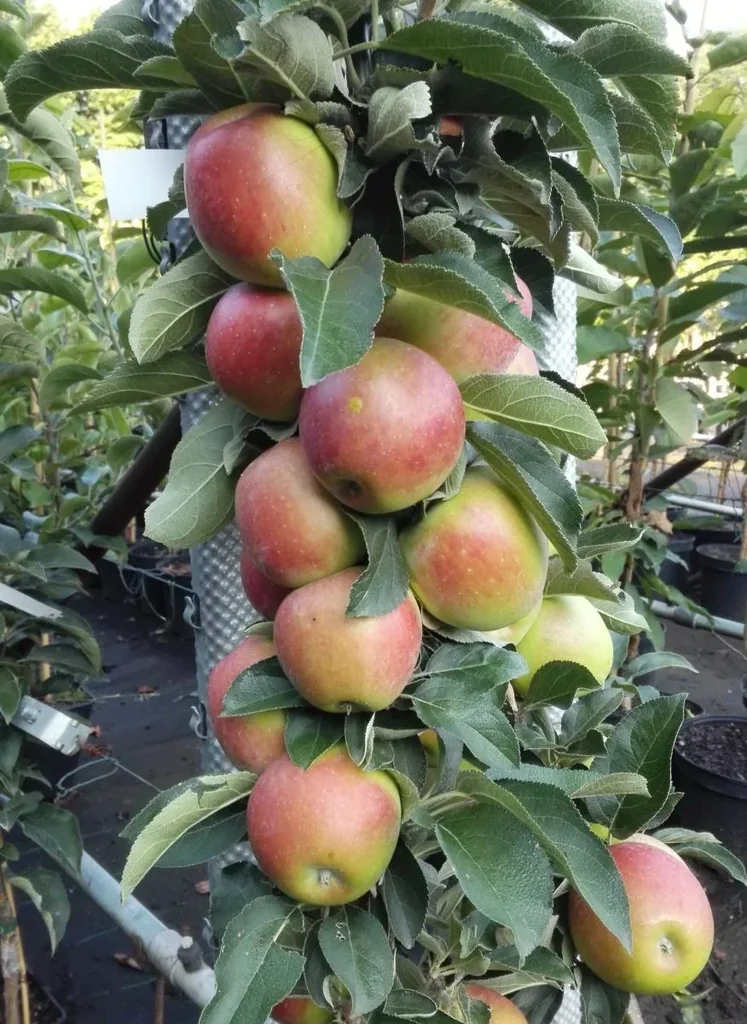 Columnar apple "Redcats", 7.5L container, firm fruit, firmly hanging, sweet, yet acidic