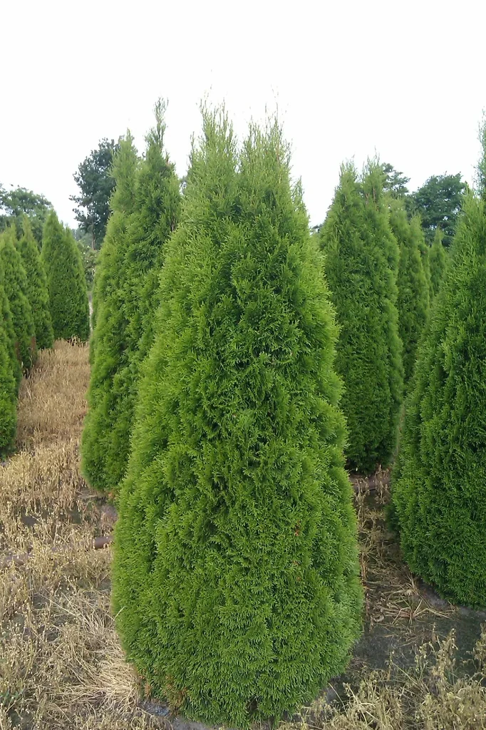 Emerald Tree of Life - Thuja occidentalis - 7.5 L pot 80-100 cm