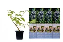Flower-up set of 4 blueberry plants 30-40 cm