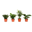 Flower-up Tropical mix set 4 Stück 25-50 Cm Musa Oriental Dwarf, Chamadorea Elegans, Dracaena Compacta, Coffea Arabica