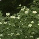 Yellowwood Dogwood Flaviramea - Cornus sericea - 12 L pot 100-125 cm