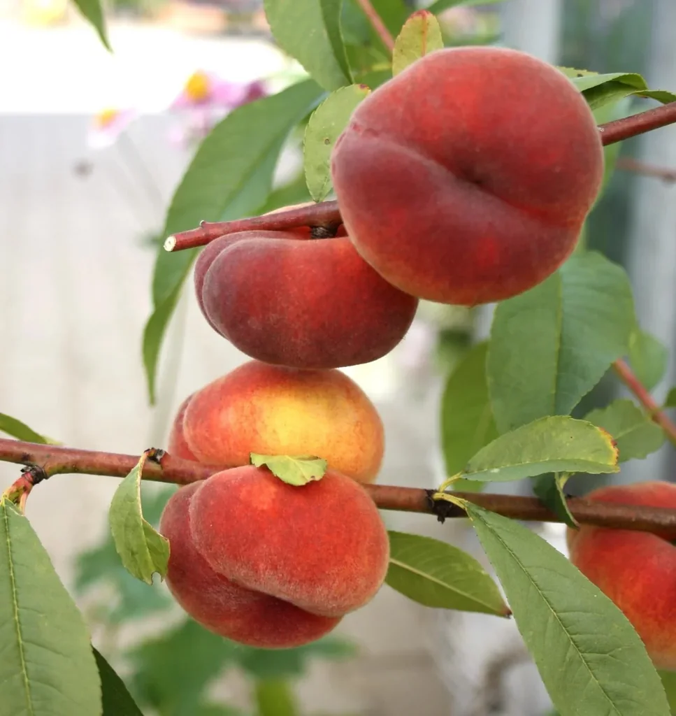 Peach "Sandwich Plate Peach Saturn", 7.5L container