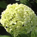 Hydrangea arborescens Annabelle (Proven Winners) - 12 L pot, 80-100 cm