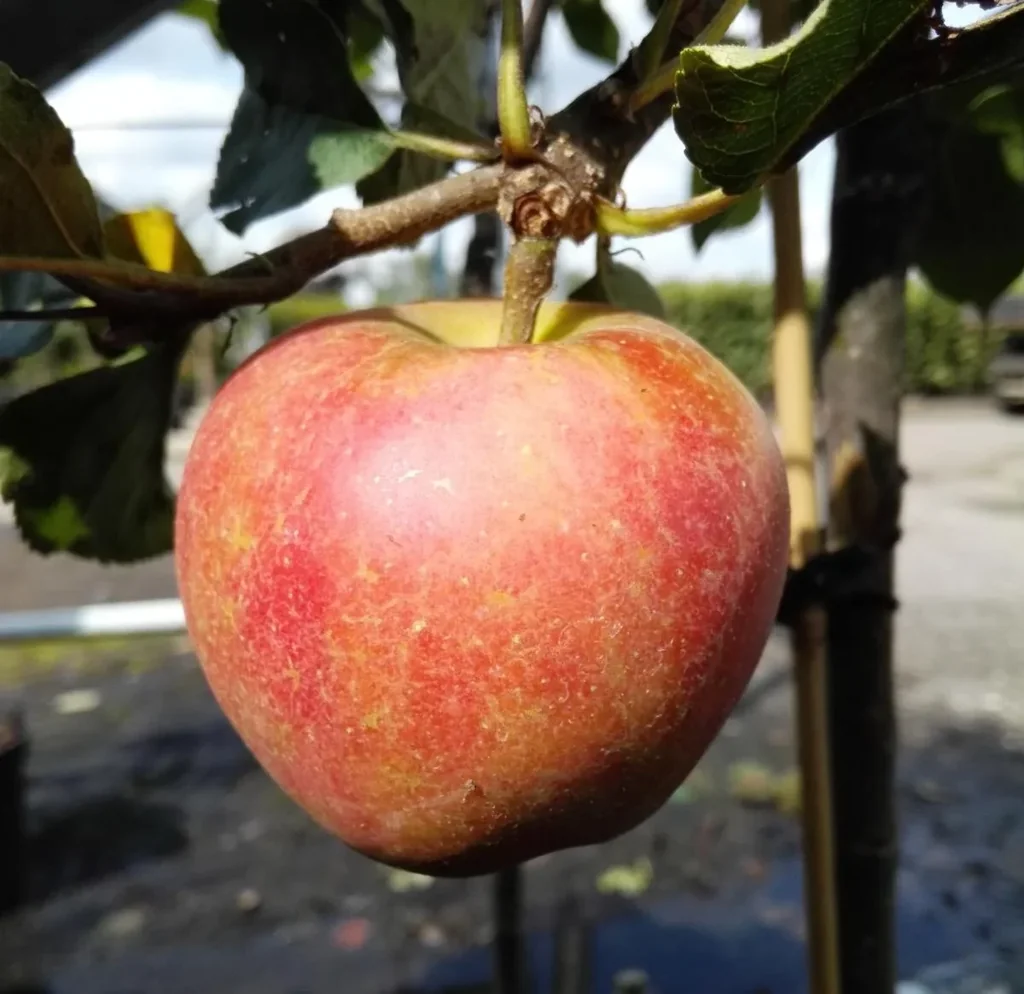 Dwarf apple "Delgrina", 7.5L container, firm, sweet-sour and very tasty