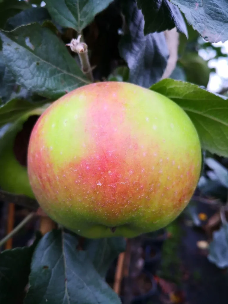Apple "Jakob Lebel" bush in a 5L container