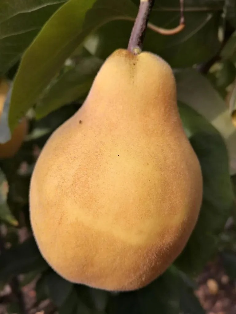 Quince "Portuguese Pear Quince" bush, 10L container