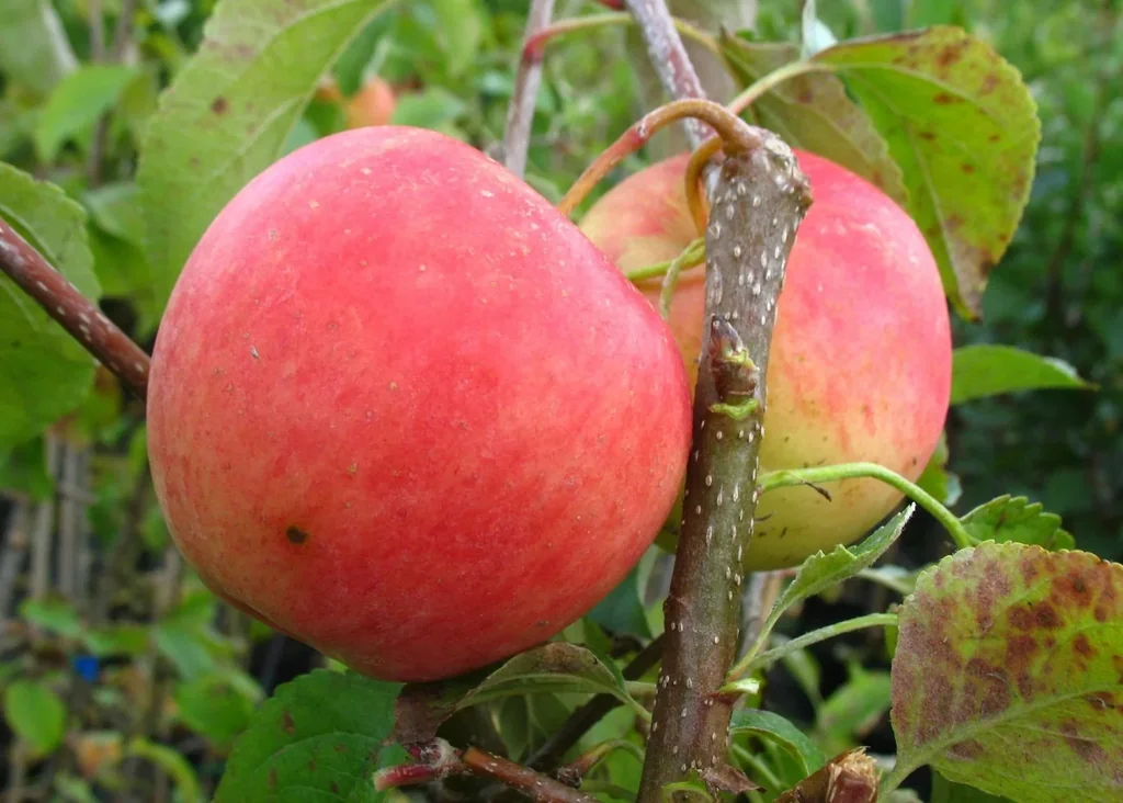 Apple "Pinova" bush, in 10L container