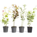 Flowering Acer mixed set -of 4 Jap