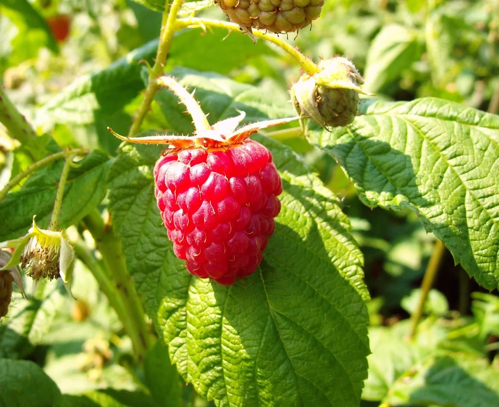 Raspberry "Himbo-Top", 5L container