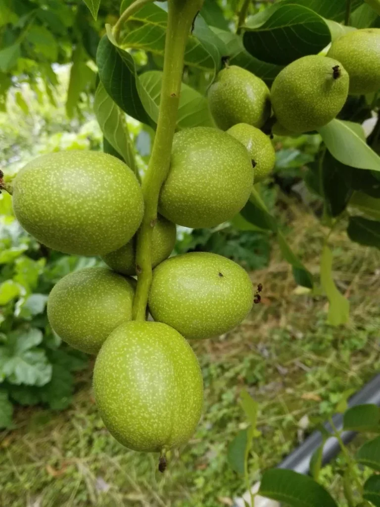 Walnut "Chandler", 7.5L container, mildly aromatic