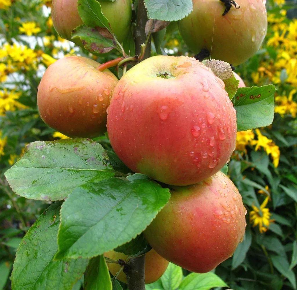 Apple "Goldparmäne" bush, in a 10L container
