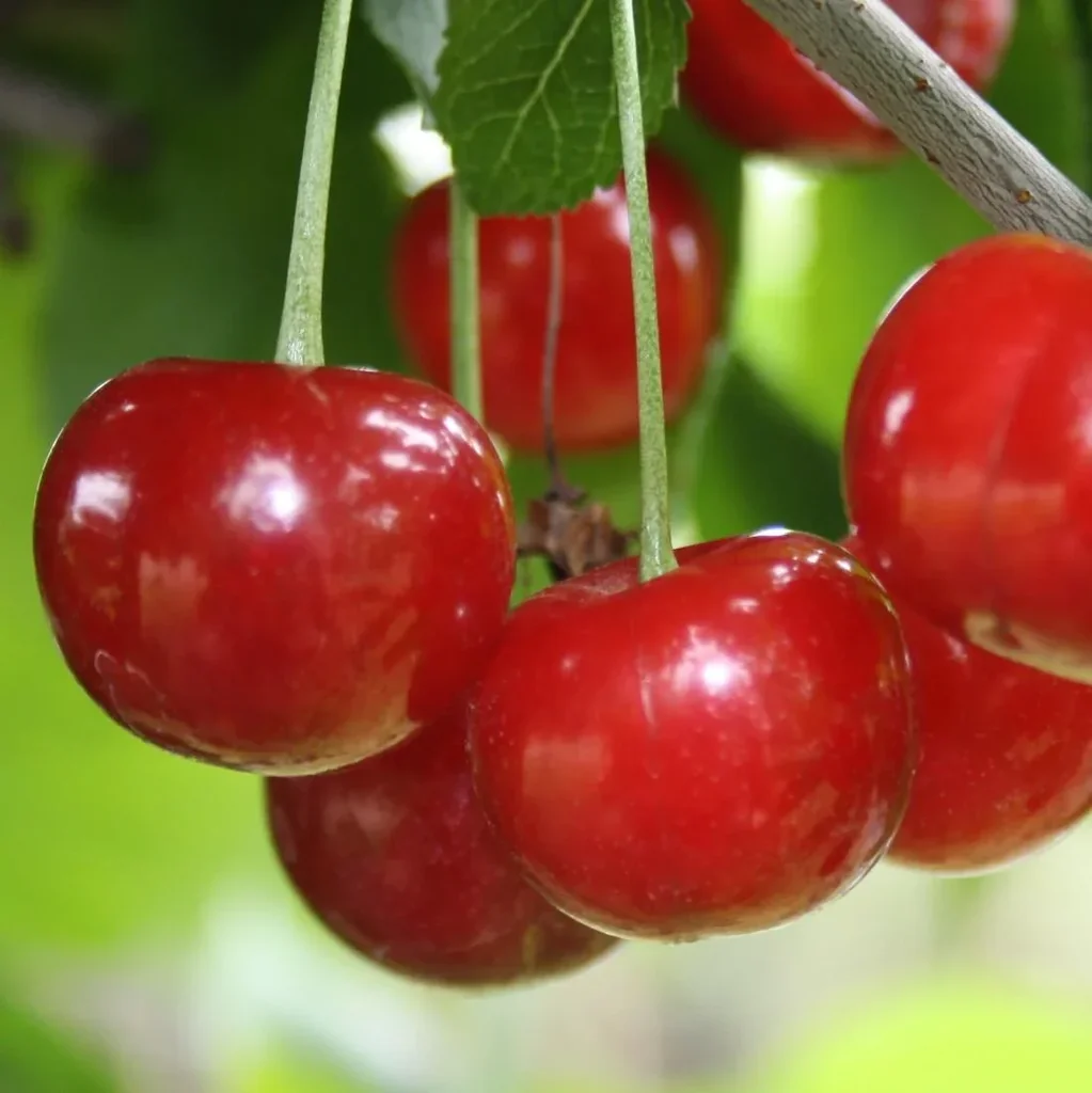 Dwarf sour cherry "Morellini", 10L container, does not require pruning