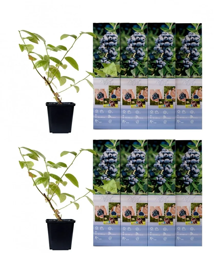Flower-up set of 8 blueberry plants 30-40 cm