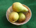 Pear "Abate Fetel" bush, in a 10L container, mild, melting, fruity aroma