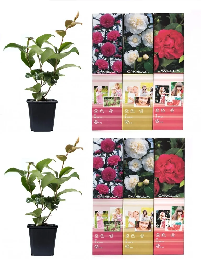 Blooming set of 6 camellias 30-40 cm