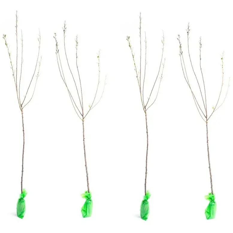 Flowering Almond Tree - Prunus Triloba XXL - (140-160cm) - 4 Plants